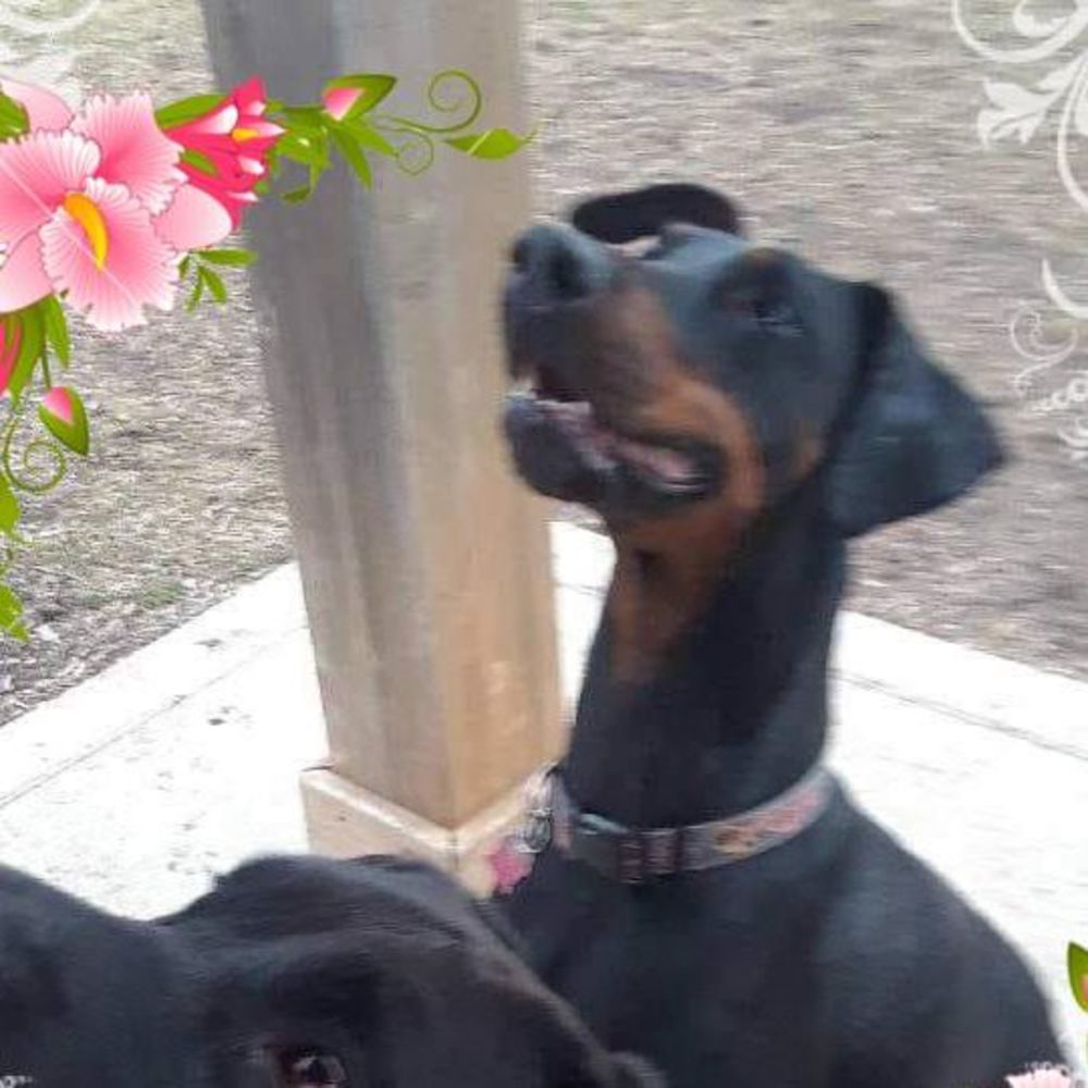 Meet your Posher, Elizabeth